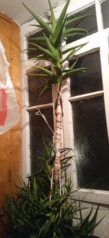 ALOE VERA (Aloe barbadensis miller) – saksı bitkisi, şərti şəkillər