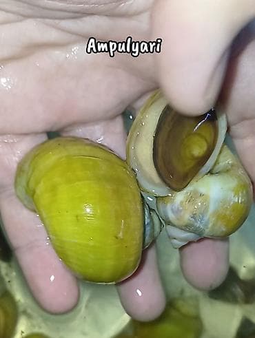 Ampulyari - Rəng: canlı sarı/yaşıl tonlarda - Növ: Ampulyaria (apple — 1