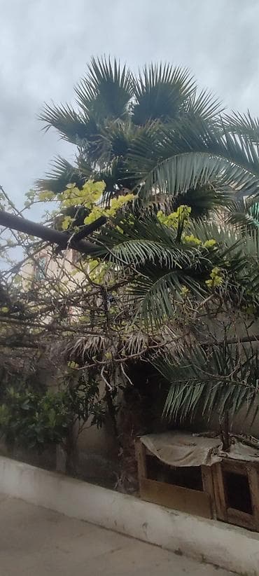 polad ağacı: Dekorativ palma ağacı – böyük ölçülü - Növ: dekorativ fan‑yarpaqlı — 3