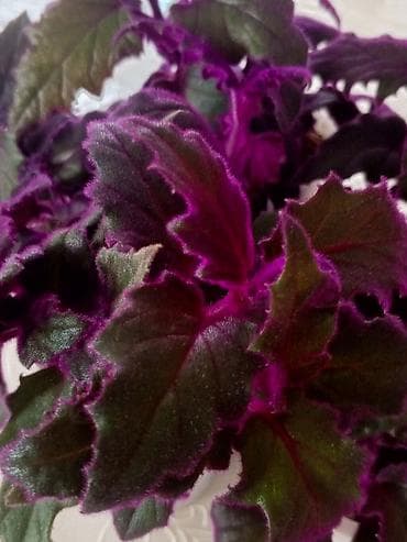 süni tökmə küknar ağacları: Гинура — 3