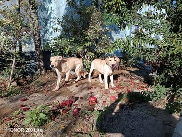 лабрадор купить: Labrador-retriver, 5 ay, Dişi, Peyvəndli, Ünvandan götürmə — 6
