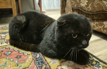 pisikler ucun: Şotland yastı qulaq, Erkək, Yaxşı əllərə, Ünvandan götürmə — 2