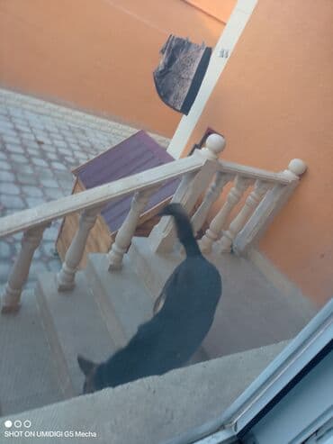 itlerin sekisi: Alman çoban iti — 2