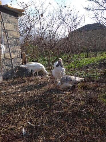 ağ kəklik: Salam aleykum. Satışda bir cüt ağ tovuzquşu var. 6 ayliqdirlar. cütü — 9