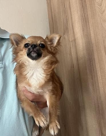 heyvan: Çixuahua, 9 ay, Dişi, Peyvəndli, Ödənişli çatdırılma — 7