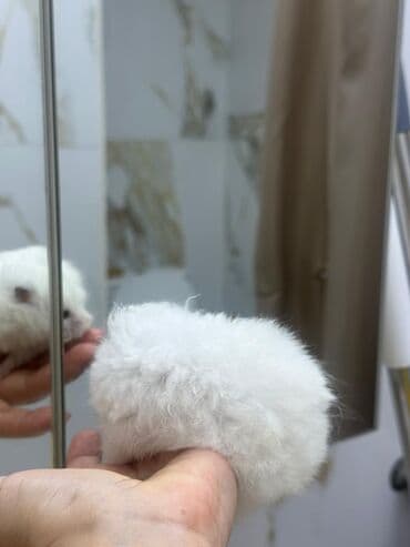 Akvariumlar: Ağ tüklü hamster – yumşaq, uzun tüklü və mehriban xasiyyətli. - Rəng — 6