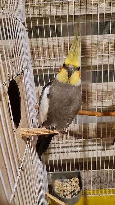 Tutuquşları: 2 korella qəfəslə və yuvayla 1 aylıq yem və vitaminləri ilə birlikdə — 4