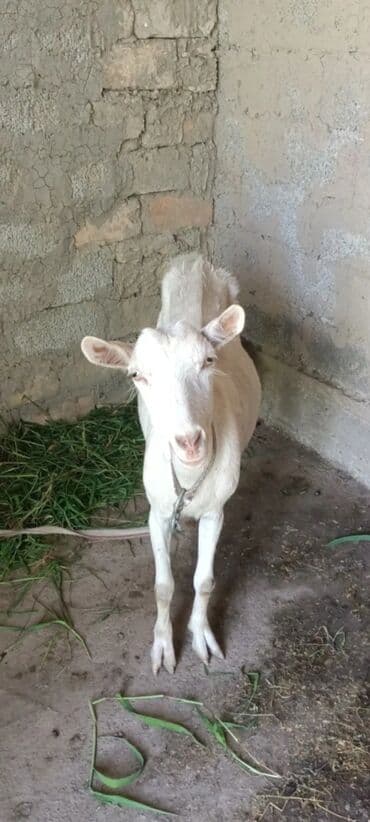 Dişi, Zanen, il: 1, Südlük