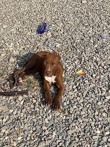 itler tap az: Pitbul, 6 ay, Erkek — 2