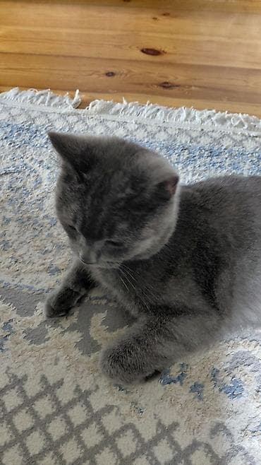 wotland pişiyi: Britan, Erkək, Yaxşı əllərə — 4