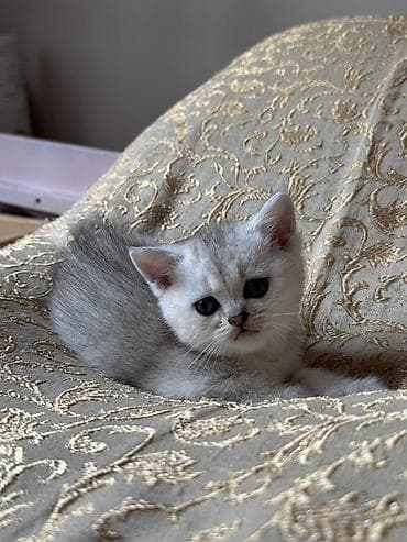 balaca pisik: Şinşilla, Dişi, Ünvandan götürmə, Pulsuz çatdırılma — 2