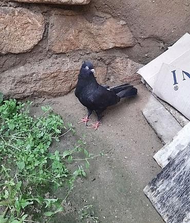 goyərcin: Tutulma erkey 12 tuk — 9