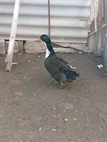 en ucuz itler: Salam,7ayliq ordeklerdi erkey feredi.hem etlik hem damazliqdi.cutu — 2