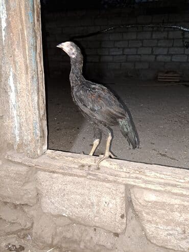 Cücələr: Toyuq, Damazlıq, Ünvandan götürmə — 4