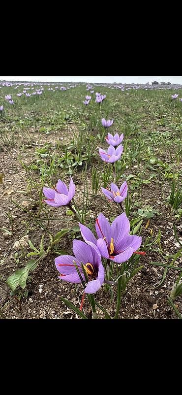 Safran – bütöv tellər, şüşə qabda - Məhsul: Safran (Crocus sativus) – — 6