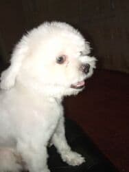 ev itləri ucuz: 8 ay, Erkek, Peyvəndli, Ödənişli çatdırılma — 1