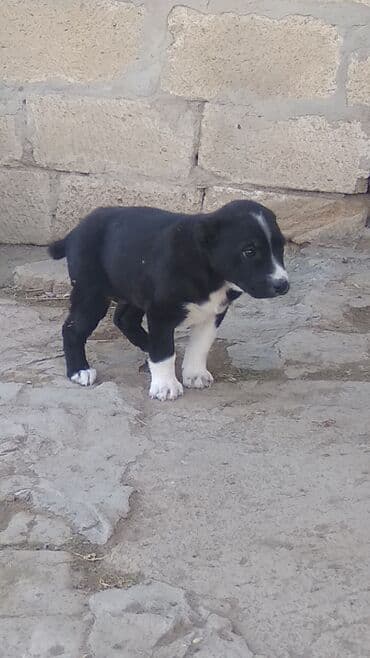 azerbaycanda it adlari disi: 1 ay, Dişi — 2