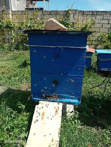 ari yeşiyi: Ari pətəkləri və arı ailələri - Mavi rəngli taxta pətəklər: üst — 4