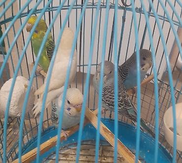 akvarium balıq novləri: 6 eded tutuqusu satilir 3 erkek 3 disi — 1