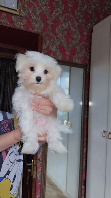 где можно купить собаку мальтипу: Saf ağ rəngli, uzun və ipək kimi tüklü Maltese balaları. - Cins — 1