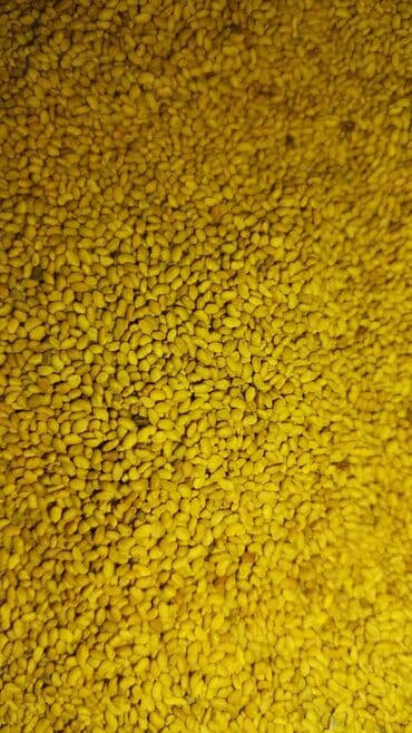 Salam. İtaliya Gea sortu yonca toxumudur. Yerli yetişdirilmiş və