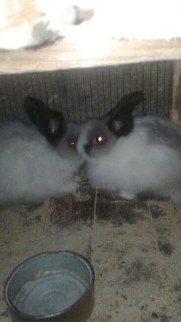 dovşanlar karlik: Hollandiya karlik dovsanlar 2 dene mini balaca nov dovsanlar 2 kilo — 2