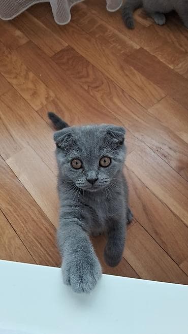 Кошки: Шотландская — 3
