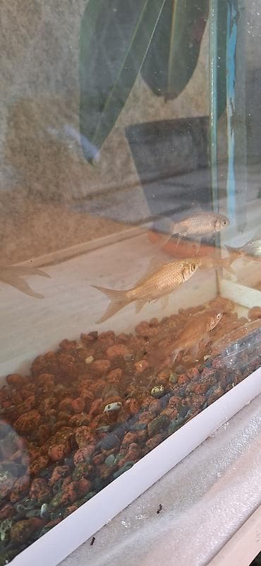 akvarium balaca: Dördbucaq akvarium, Balıqlarla birlikdə, 35 l, Ünvandan götürmə — 2