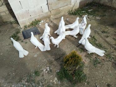 Enniquyruğlar satılır 12 dənəsi 140manat ünvan Fatmayı