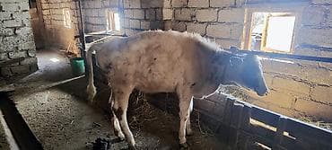 gəncə toyuq satan: Simental tipli buzağı/sığır - Cins: Simental qarışığı görünüşlü, ağ — 2