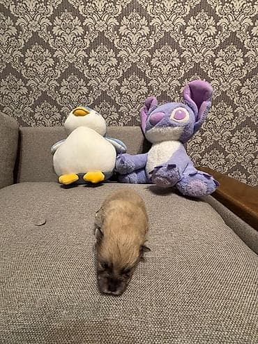 Yarı dekorativ ölçüdə balaca it balaları Məhsul təsviri: - Şəkillərdə — 6