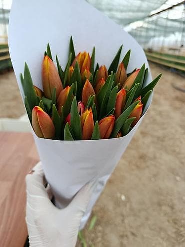 ad gunu ucun gul sekilleri: Məhsul: Tülpan buketi Təsvir: - Rəng: al-qırmızı çalarlarla sarı uclu — 3
