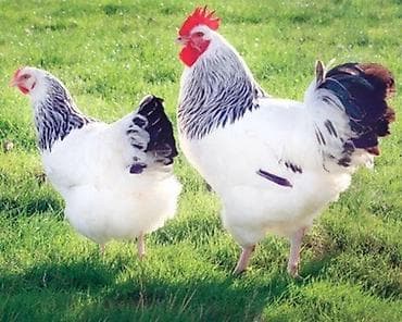 gence toyuq satisi: Serebrist F6 cucesi 1.20 Catdirilma var gence daxili pulsuz Butun — 2