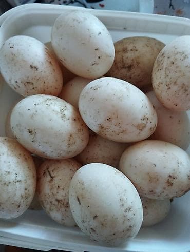 Təsvir: - Təbii həyətyanı təsərrüfatdan toplanmış təzə yumurtalar - Ağ — 1