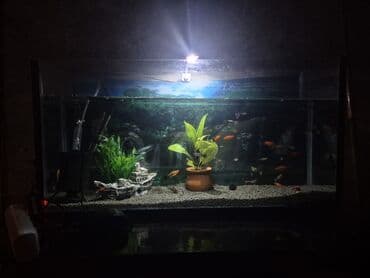 Boyunbağılar: Dördbucaq akvarium, Balıqlarla birlikdə, 74 l, Ödənişli çatdırılma — 2