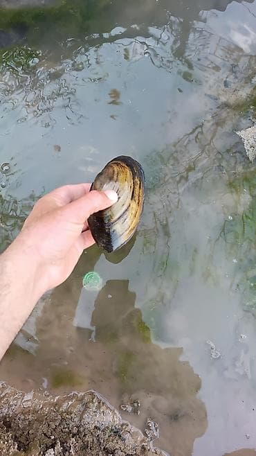 toyuq döş əti: Təzə tutulan çay midyesi (şirin su molyuskası) - Növ: Şirin su — 2