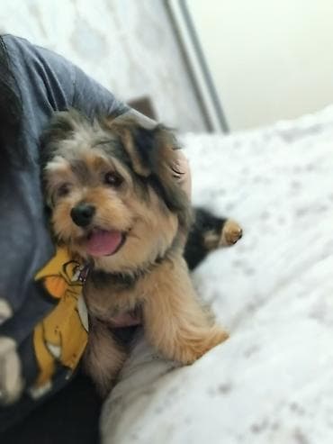 york tegovi: Yorkşir teryer, 5 ay, Erkek, Peyvəndli — 3