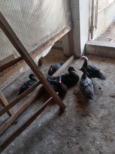 lal ordəklərin satışı: Məhsul: Misk ördəkləri (indo duck) Təsvir: - Şəkillərdə göstərilən — 4