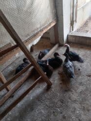 ruan ördək: Məhsul: Muskovi (hind) ördəkləri Təsvir: - Şəkillərdə müxtəlif rəng — 4