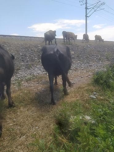 bala keci: Yaxşı heyvandi 3 balayadi 10 günə balası olacaq hündür və yarasiqlidi — 6