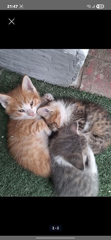 pişik latoku: Erkək, Dişi, Yaxşı əllərə, Ünvandan götürmə — 4