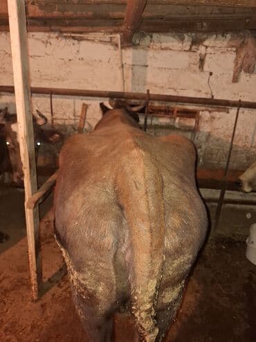 Птицы: Qisir iney 190 200 kilo eti var baki malidi — 1