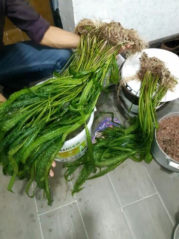 Akvarium tebii bitki akvaiyum tebii otlar ******* Hundueluyu 1 lalafo.az -da Akvarium tebii bitki akvaiyum tebii otlar ******* Hundueluyu 1