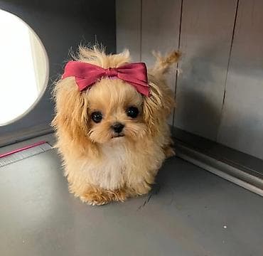 spitz: Şpitz, 2 ay, Sənədli — 1