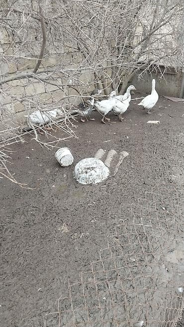 Digər heyvanlar: Qazlar satılır - Növ: ev qazı (ağ rəngli, aralarında bir-iki boz — 6