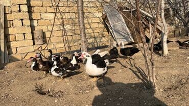 Kənd təsərrüfatı quşları: Musk ördəkləri (indo duck) – qarışıq rənglərdə sürü - Növ: Musk — 2