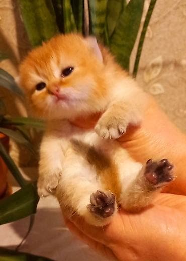 munchkin pişik: Britan, Erkək, Yaxşı əllərə, Ünvandan götürmə — 10