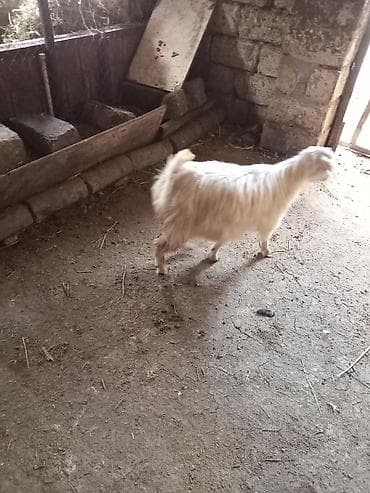 Erkek cebiw kodur suber cebiw dir cidi insanar yazin bow bow yazanar