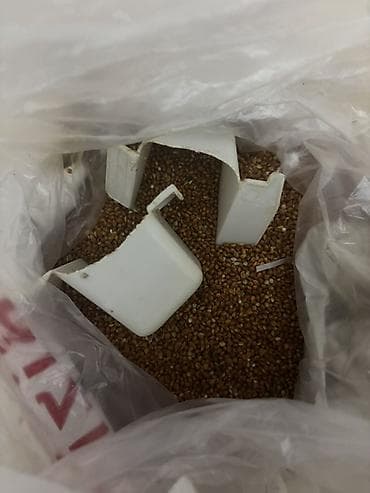 papuqay sesi: Sarı-yaşıl rəngli dalmatin naxışlı 1 ədəd erkək (papuqay) satılır — 8