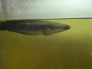 dib balıqları: Yırtıcı — 3